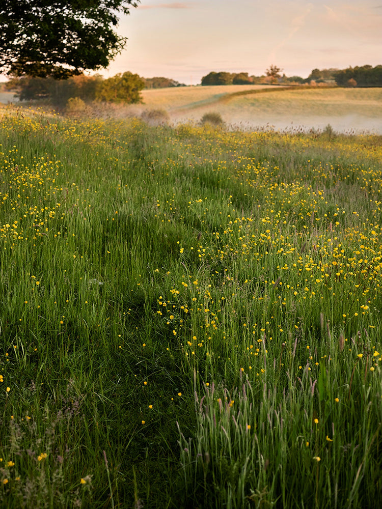 Buttercups and native grasses in one of the meadows being restored by Sam Bosanquet on his family estate - Oldlands.
