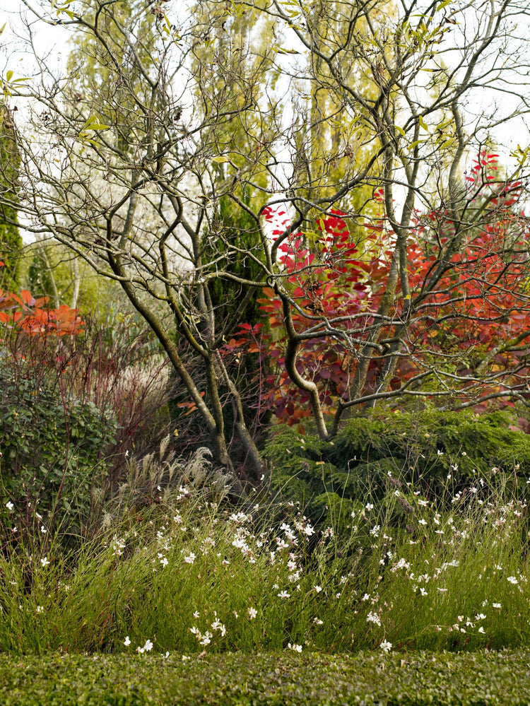 The sculptural branches of Amelanchier lamarckii create structure in autumn and winter.