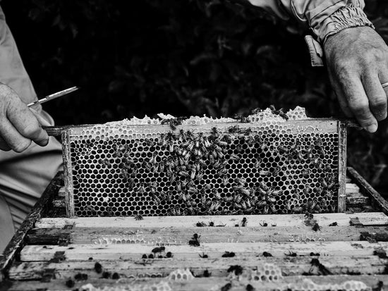 Fine art photographic print of a vase of Aricula. Photographer Andrew Montgomery, from The Irish Bakery cookbook.