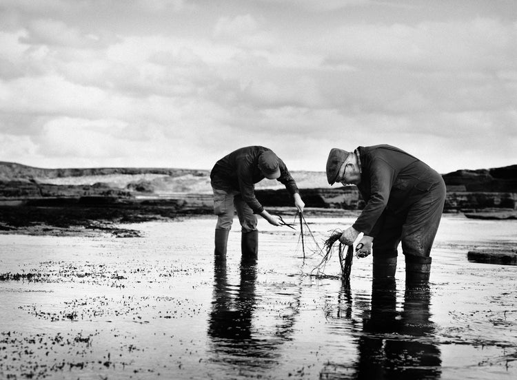 Low-Tide Harvest