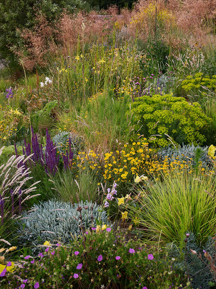A fine tapestry of form and colour in the summer garden at Knepp, with plants knitting together to from their own communities.