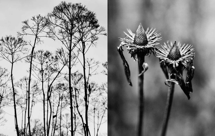 Black and white split-panel nature photograph: the left panel shows tall, thin tree trunks and leafless branches against a pale sky, and the right panel shows two spiky flower heads on stems with a blurred natural background. Photograph by Andrew Montgomery.