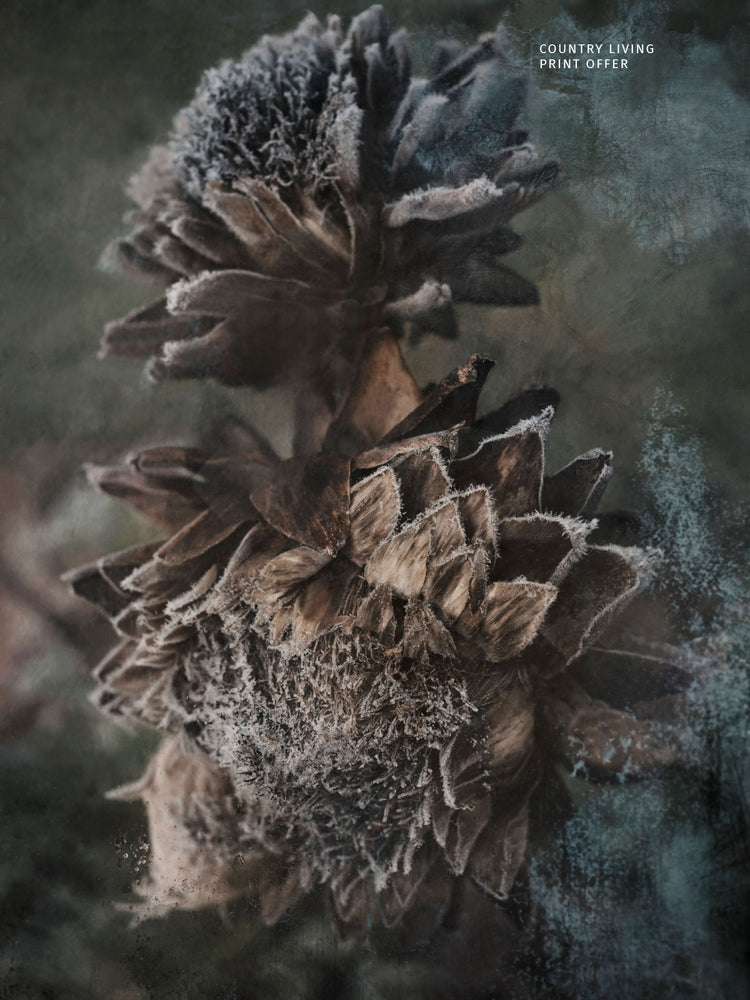 Country Living Print Offer