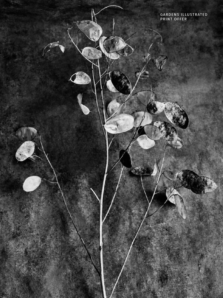 Winter Gardens - Gardens Illustrated Print Offer