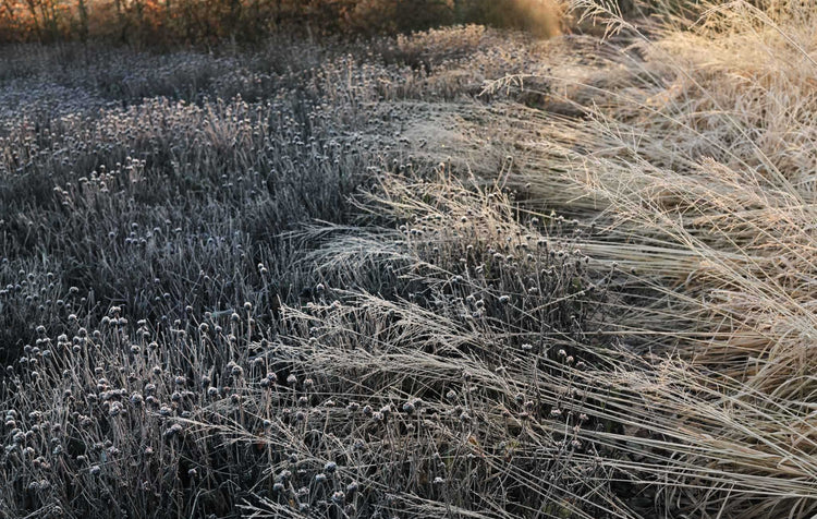 WINTER GARDENS - ‘BRIAR’ Edition