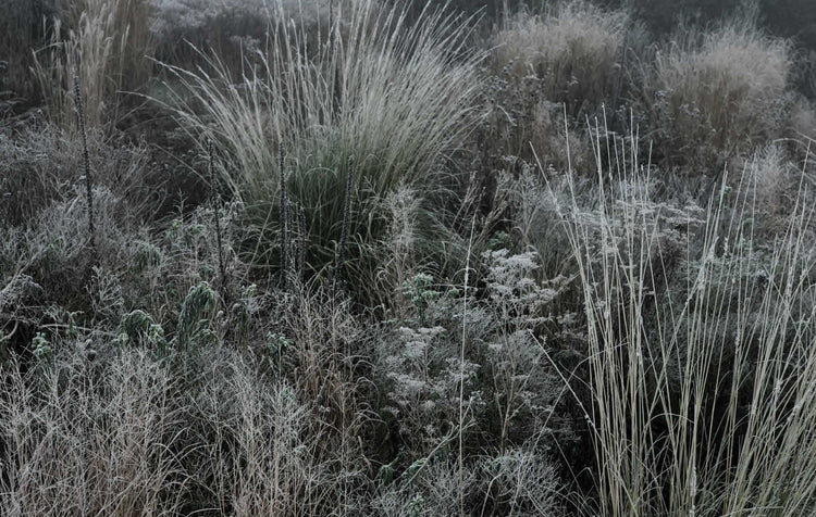 Winter Gardens - Original Edition