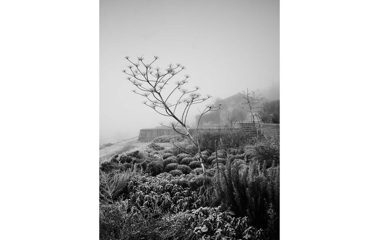 exclusive A4 Giclee Photographic ‘Fennel Bones’ print.