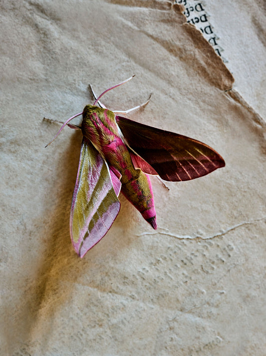 Elephant Hawk Moth