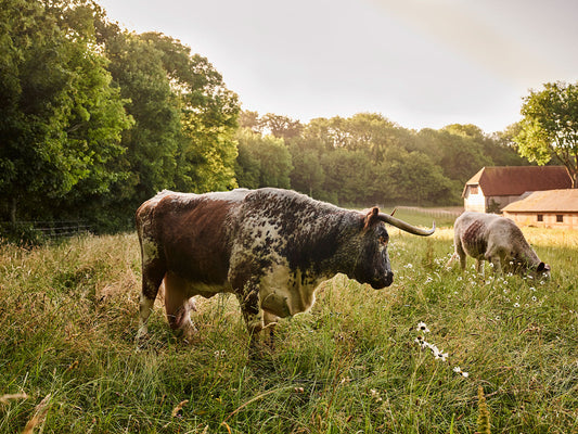 Longhorn cattle are known for their docility, they are part of the family at Franklin Farm, grazing peacefully on the organic pasture. 
