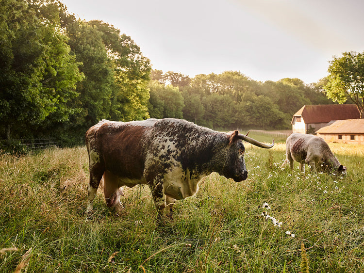 Longhorn cattle are known for their docility, they are part of the family at Franklin Farm, grazing peacefully on the organic pasture. 