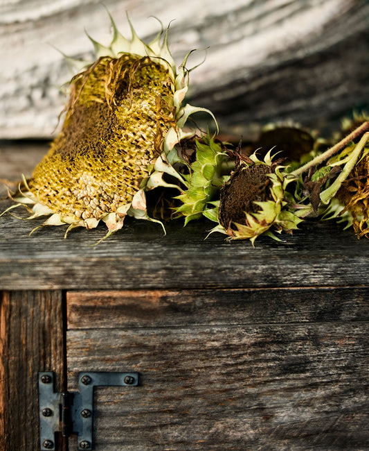 Dried sunflower heads at John-Paul Philippe’s cabin. 