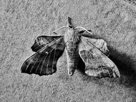 A poplar hawk-moth with its characteristic scalloped leaf-like wings. 