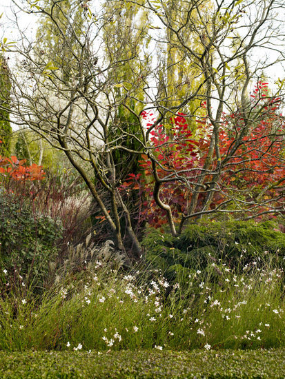 The sculptural branches of Amelanchier lamarckii create structure in autumn and winter. 