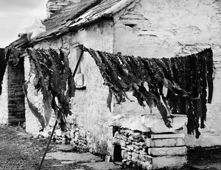 Drying the Seaweed