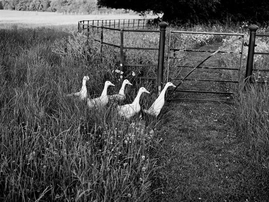 A flock of Indian runner ducks have free range of one of the pastures, along with Maran hens and Narragansett turkeys. 