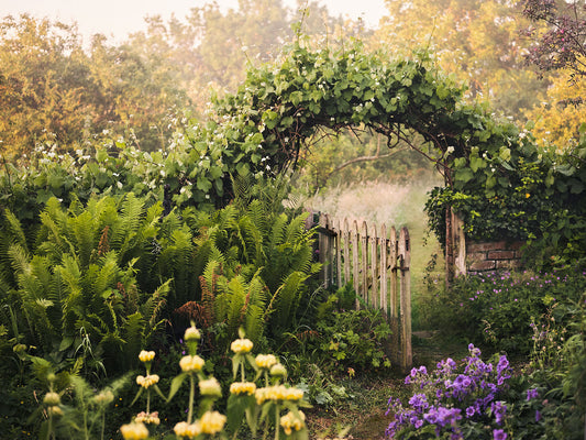 A small picket gate overhung with an ornamental grape vine leads from the walled garden to the orchard. 