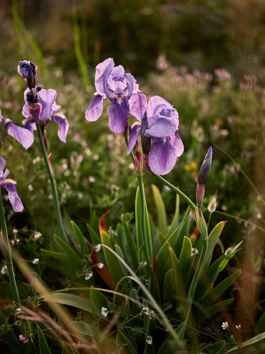 The species from which the many bearded iris cultivars were bred from. 