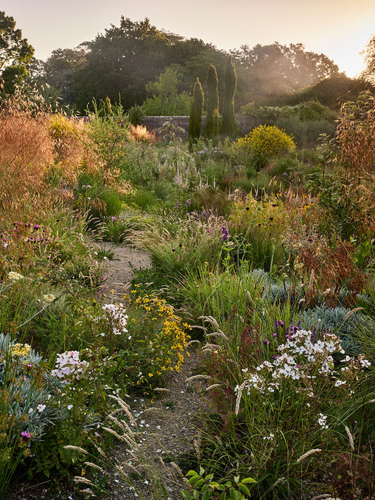 In the re-wilded walled garden at Knepp, a sandy path winds through dense planting, with self-seeded wild roses and yellow-flowered Eriophyllum lanatum. 