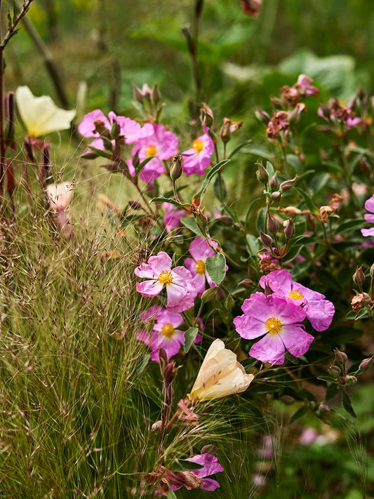 Cistus x argenteus ‘Silver Pink’ is a plant that grows wild on rocky Mediterranean and Canary Islands. 