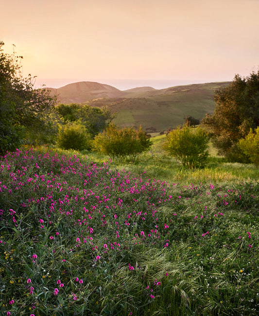 The hillside meadows above the main garden. Here, Umberto Pasti encourages biodiversity encouraging native wildflowers and planting. 
