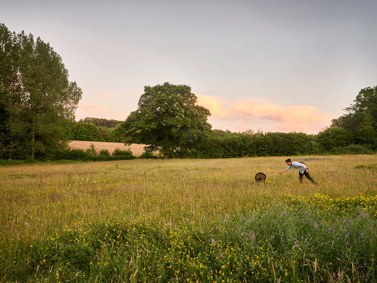 Sam Bosanquet sweep-netting for moths at dusk in one of the meadows. 