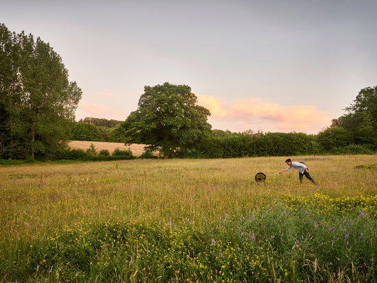 Sam Bosanquet sweep-netting for moths at dusk in one of the meadows. 