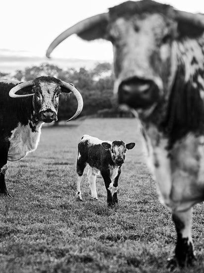 Kim and Pip’s Longhorn cattle with a new calf. The cattle graze the meadows and herbal lays on the couples 14-hectare smallholding. 