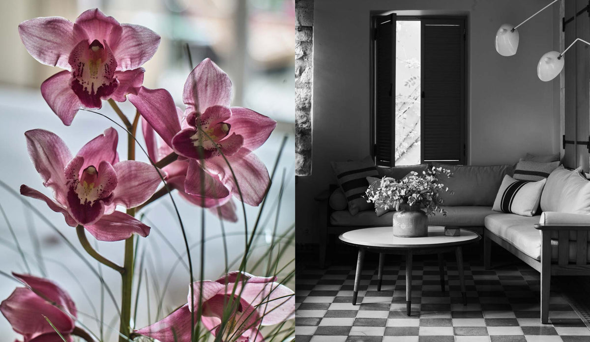 Diptych from the Alavya Hotel book by Montgomery Press. Left: a close-up of pink cymbidium orchids. Right: a black and white interior of a hotel suite with a checkerboard tiled floor, linen sofa and open shuttered window flooding the room with light. Floral and interior photography for a bespoke luxury boutique hotel book, Alacati, Turkey.