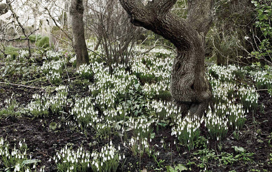 A forest floor covered with snowdrops, with leafless trees and shrubs in the background.