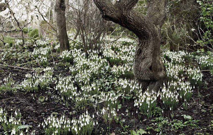 A forest floor covered with snowdrops, with leafless trees and shrubs in the background.