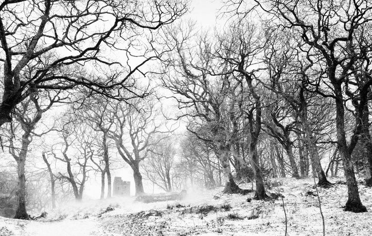Winter Gardens - Extended Edition