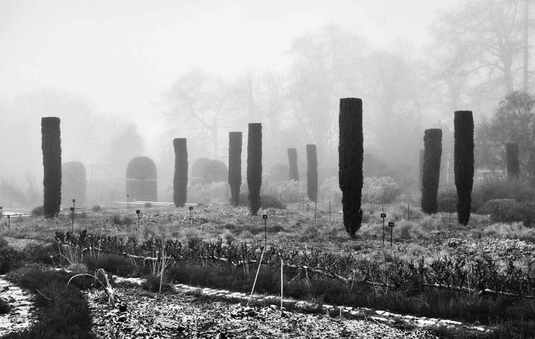 Black and white landscape photograph of tall, slender conical trees or hedges standing in a misty field, with faint trees and structures visible in the foggy background. Photograph by Andrew Montgomery.