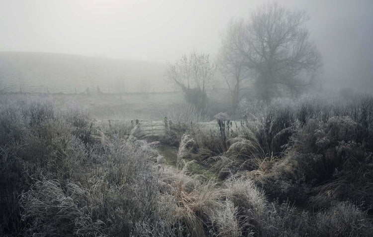 A misty winter landscape with frost-covered grasses and bare trees in the distance, rendered in soft gray and white tones. Photograph by Andrew Montgomery.