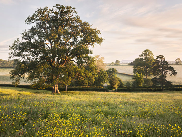 Landscape image from Pastoral Gardens